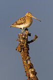 Image. Common Snipe