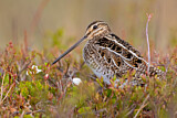 Image. Common Snipe