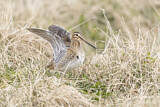 Image. Common Snipe