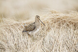 Image. Common Snipe
