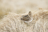 Image. Common Snipe