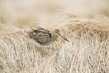 Image. Common Snipe
