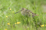 Image. Common Snipe