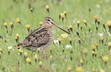 Image. Common Snipe