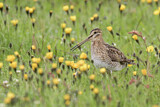 Image. Common Snipe