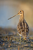 Image. Common Snipe