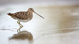 Image. Common Snipe