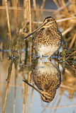 Image. Common Snipe