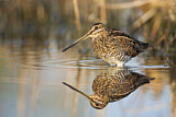 Image. Common Snipe