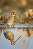 Image. Common Snipe