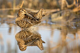 Image. Common Snipe