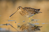 Image. Common Snipe