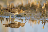 Image. Common Snipe