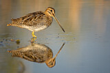Image. Common Snipe
