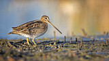 Image. Common Snipe