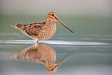 Image. Common Snipe