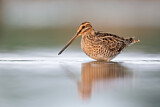 Image. Common Snipe