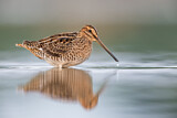 Image. Common Snipe