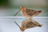 Image. Common Snipe