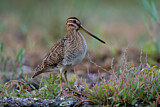Image. Common Snipe
