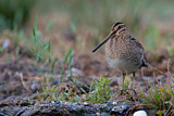 Image. Common Snipe