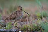 Image. Common Snipe
