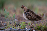 Image. Common Snipe
