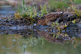 Image. Common Snipe