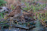 Image. Common Snipe