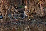 Image. Common Snipe