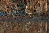 Image. Common Snipe