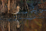 Image. Common Snipe