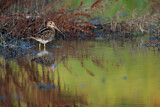 Image. Common Snipe