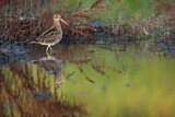 Image. Common Snipe