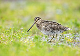 Image. Common Snipe