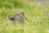 Image. Common Snipe