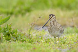 Image. Common Snipe