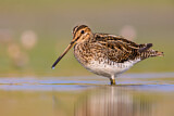 Image. Common Snipe