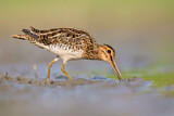 Image. Common Snipe