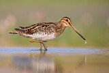 Image. Common Snipe