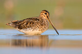 Image. Common Snipe