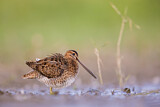 Image. Common Snipe