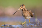 Image. Common Snipe
