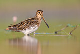 Image. Common Snipe