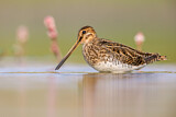 Image. Common Snipe