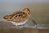 Image. Common Snipe