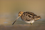 Image. Common Snipe