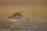 Image. Common Snipe