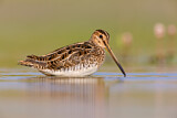 Image. Common Snipe