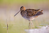 Image. Common Snipe